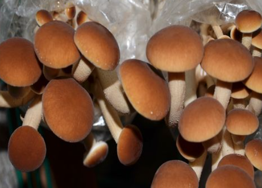 茶树菇种植