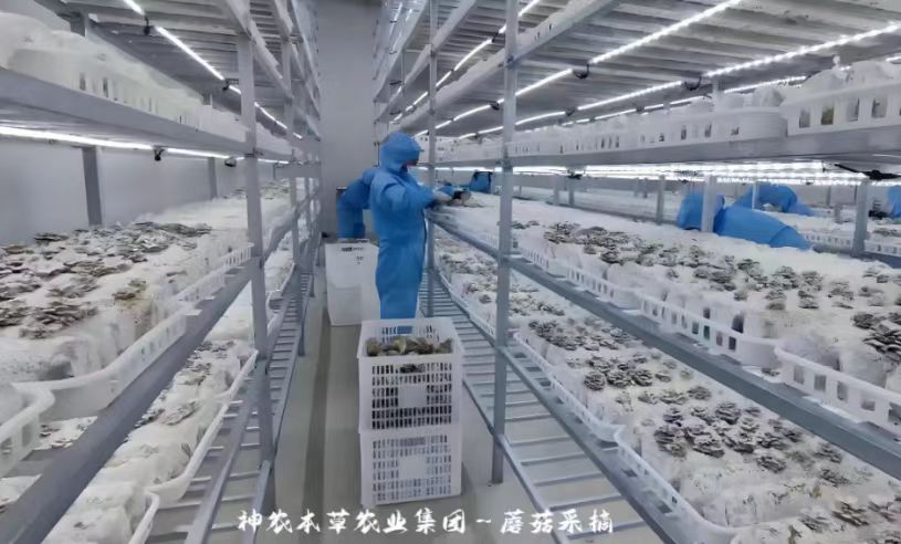 蘑菇采摘.jpg