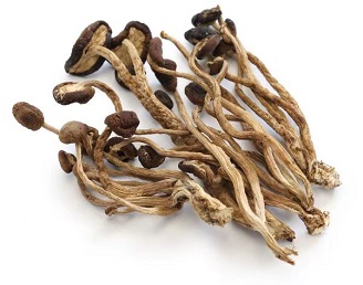 茶树菇
