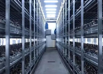 现代蘑菇规模化种植