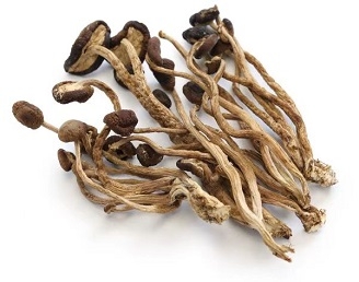 茶树菇