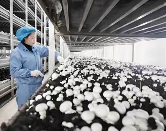 现代蘑菇种植