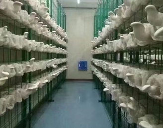 现代蘑菇种植