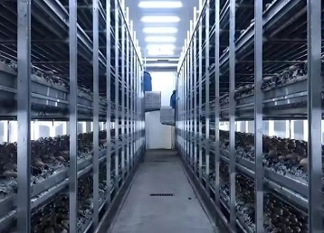 现代蘑菇规模化种植