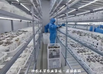 蘑菇采摘